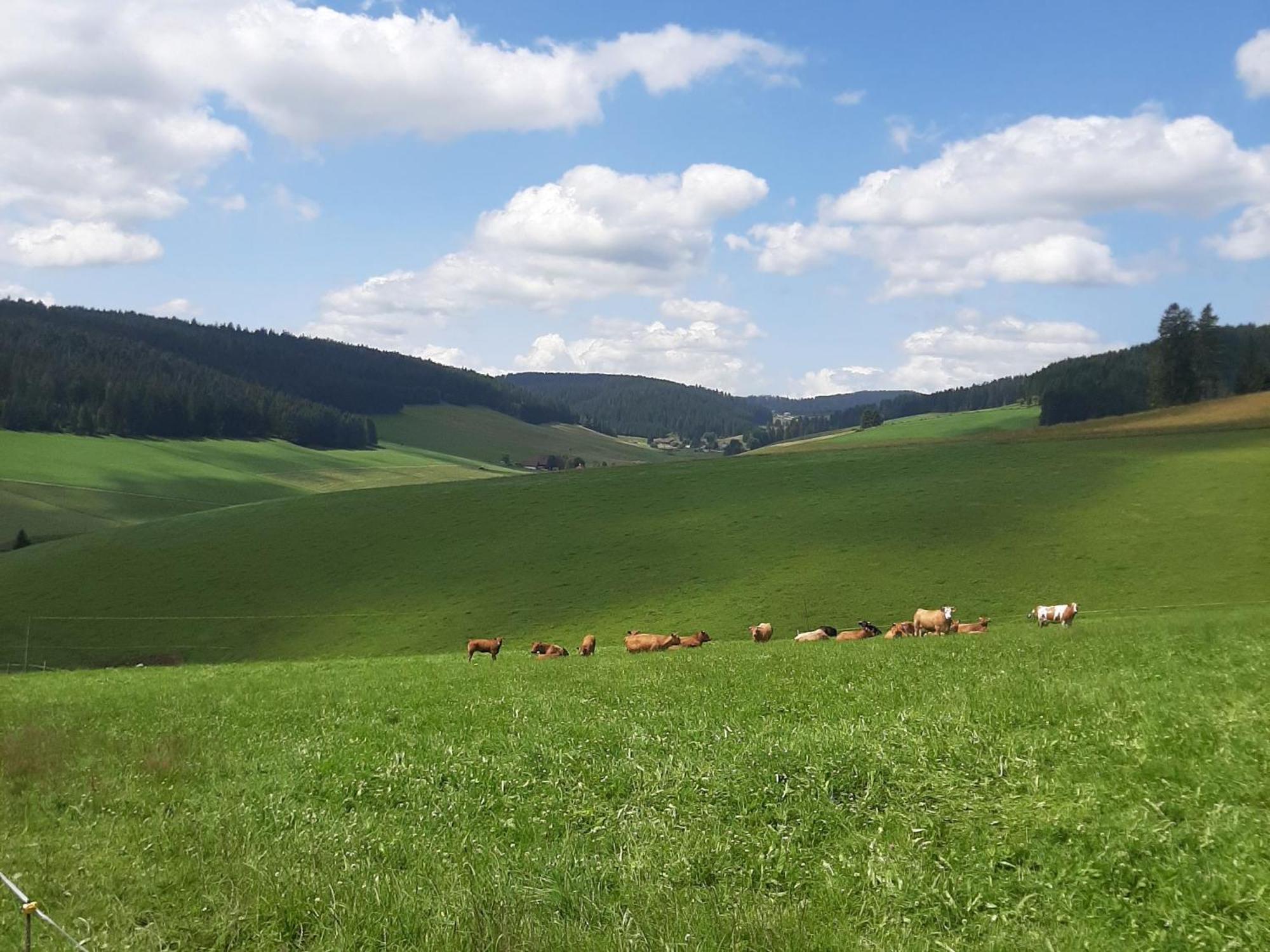 Haus Zum Sternen Lägenhet Vöhrenbach Exteriör bild